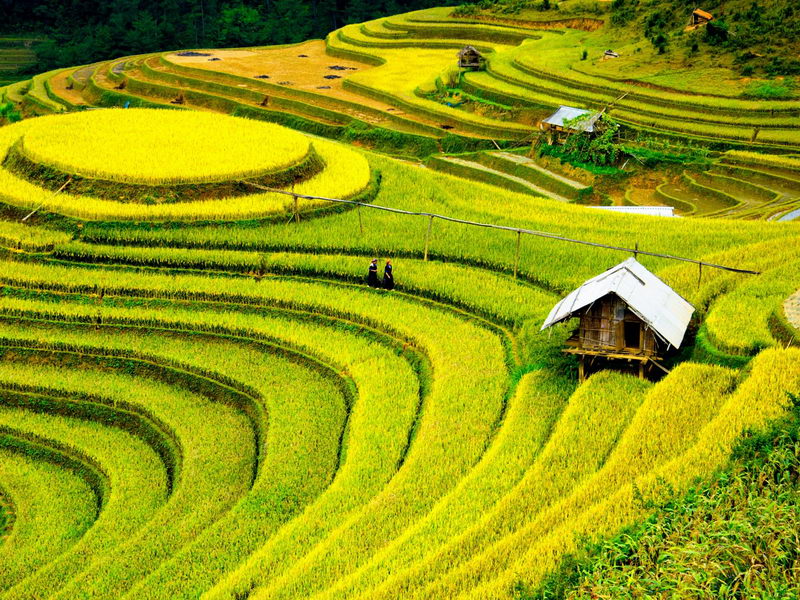 Рисовые поля в Сапе, Вьетнам